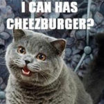 Fet gråblå katt med texten I can has cheezburger?